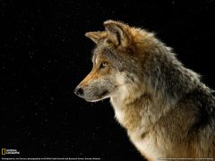 Tapeta National Geographic 588.jpg